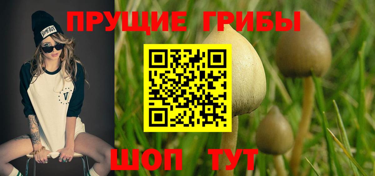 Галлюциногенные грибы Psilocybine cubensis  Вход с VPN  Минусинск 